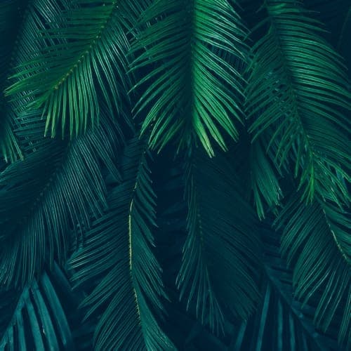 Layers of deep green foliage